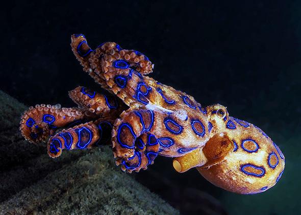 الأخطبوط الأزرق Blue ring octopus