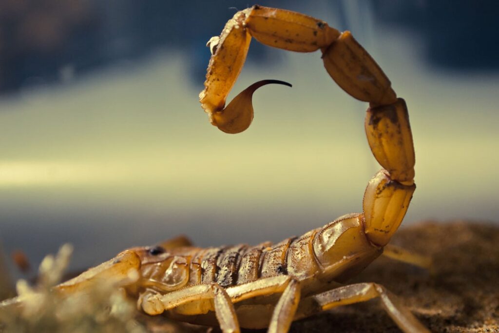 عقرب الموت Death-stalker Scorpion