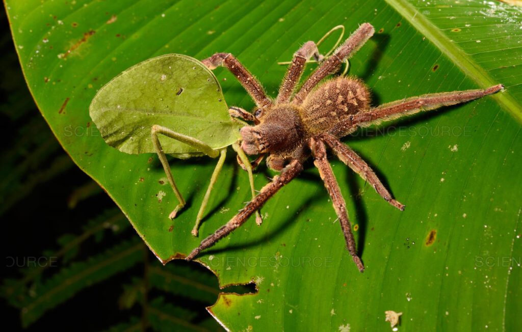 - العنكبوت البرازيلي Brazilian Wandering Spider