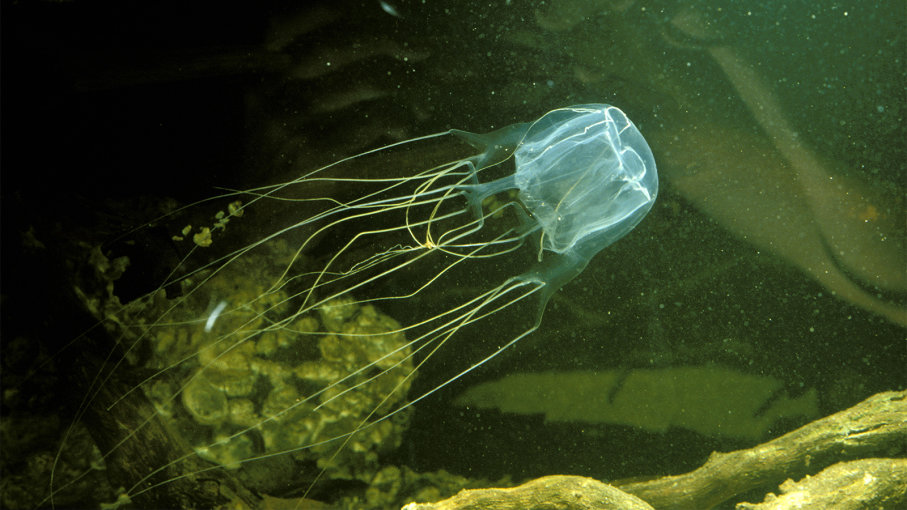 قنديل البحر المربع Box Jellyfish