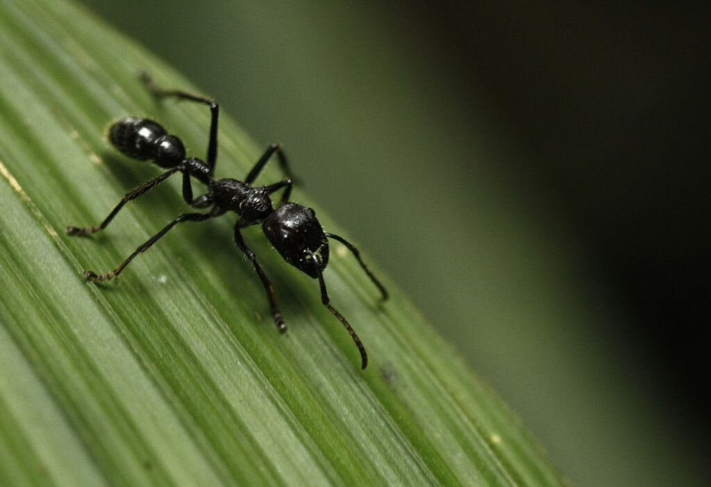 نملة الرصاصة Bullet ant