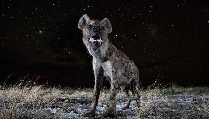 - الضباع Hyenas
