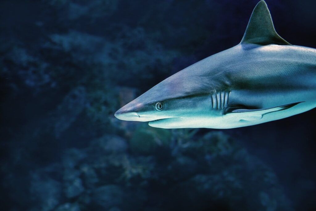 هناك أحد أسماك القرش التي يمكن أن تعيش لمدة تصل إلى 500 سنة ...