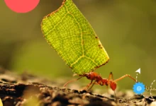 ماذا يسمى بيت النمل | أين يعيش النمل في المنزل و الخارج ؟