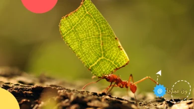 ماذا يسمى بيت النمل | أين يعيش النمل في المنزل و الخارج ؟