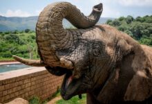 كم وزن الفيل | كم وزن الفيل بالطن | الفيل الاسيوي | الفيل الافريقي