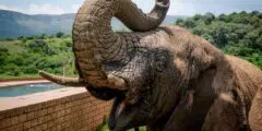 كم وزن الفيل | كم وزن الفيل بالطن | الفيل الاسيوي | الفيل الافريقي