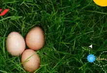 كم نسبة البروتين في البيض