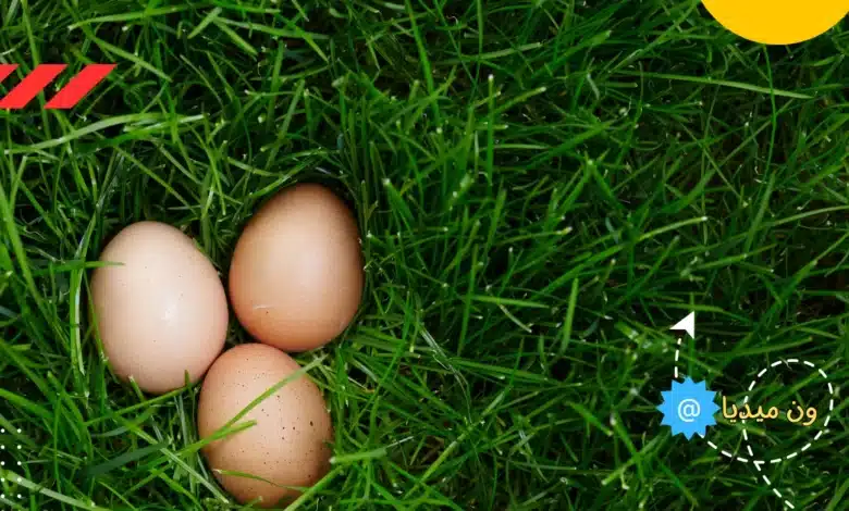 كم نسبة البروتين في البيض