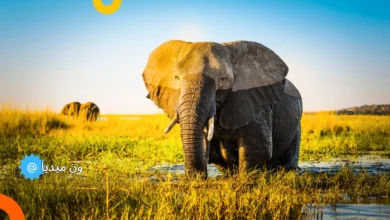 ماذا يأكل الفيل | معدل عمر الفيل