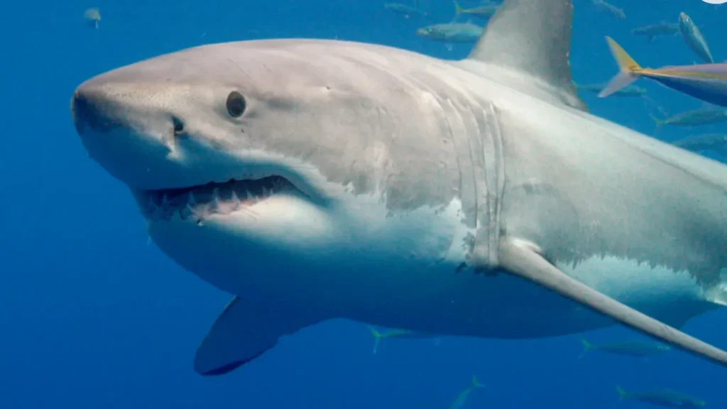 القرش الابيض الكبير - Great White Shark