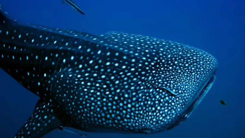 قرش الحوت - Whale Shark