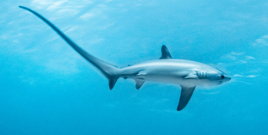 قرش الدراس - Thresher sharks