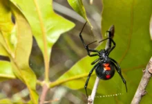 عنكبوت الأرملة السوداء Black Widow Spider