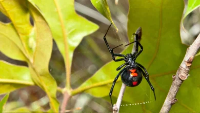عنكبوت الأرملة السوداء Black Widow Spider