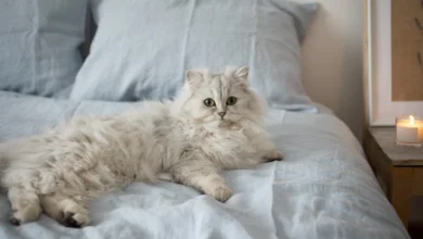 قطط الشيرازي (Persian Cats) | أنواع قطط الشيرازي
