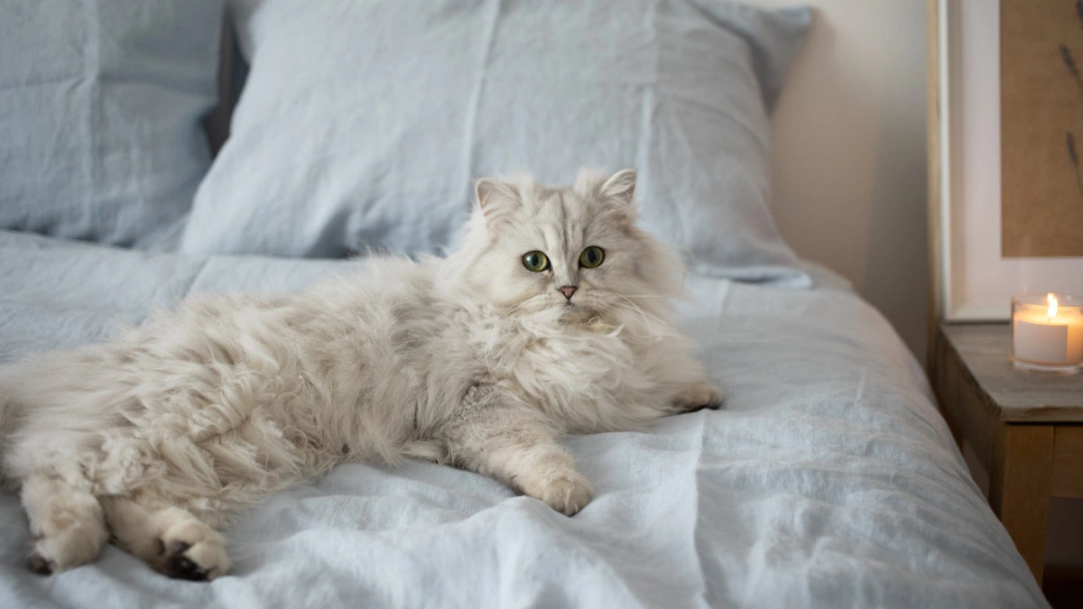 قطط الشيرازي (Persian Cats) | أنواع قطط الشيرازي