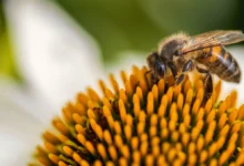 كم عدد عيون النحله | النحلة بالانجليزي