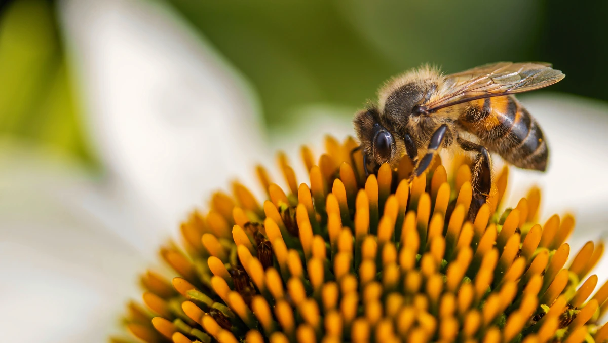 كم عدد عيون النحله | النحلة بالانجليزي